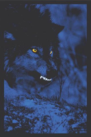 Marcos para cuadros laminas enmarcados, Electric wolf